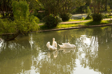 Two white swans on a pond in a park.