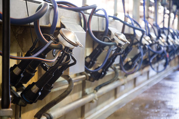Fototapeta na wymiar Close up of automatic milking cluster