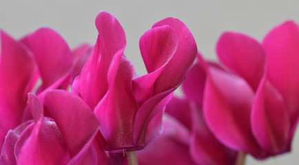 Obraz premium Macro image of a cyclamen