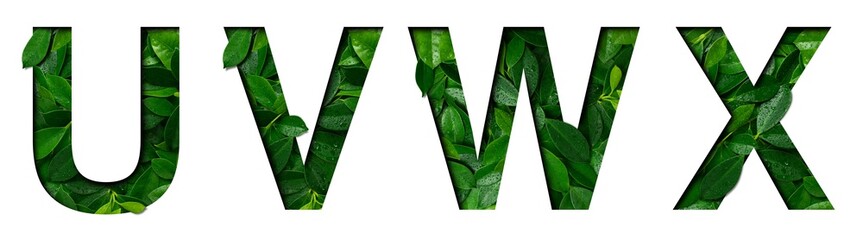 Font leafs U,V,W,X made of Real alive leafs with Precious paper cut shape. Leafs fonts collection...