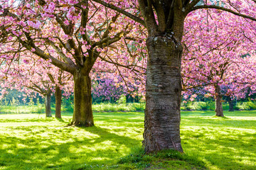 A row of blossoming Japanese cherry trees in a grassy meadow by a sunny spring afternoon, with branches laden with clusters of pink flowers.