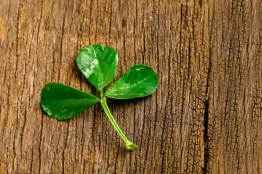 Happy Saint Patrick's mockup of  shamrock clover leaves with copy space 