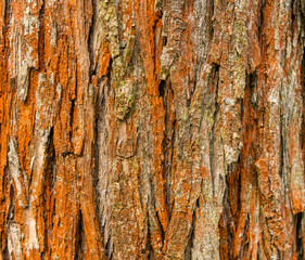 orange texture of tree bark