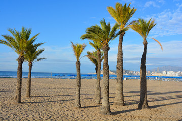 palm trees on Levante  Beach, Benidorm, Spain