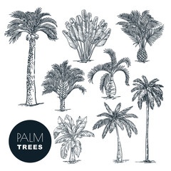 Tropical coconut palm trees set. Vector sketch illustration. Hand drawn tropical plants and floral design elements. © Qualit Design
