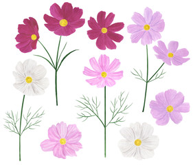 Obraz na płótnie Canvas Set Cosmea flowers watercolor botanical illustration