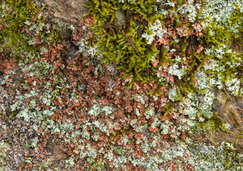 texture of grey and red lichen and moss on rock
