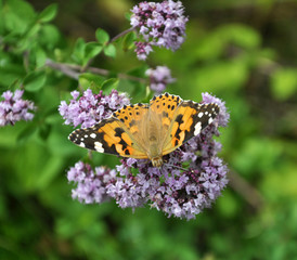Vanessa cardui butterfly sits on oregano grass