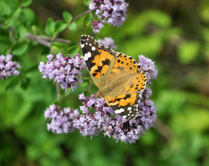 Fototapeta premium Vanessa cardui butterfly sits on oregano grass