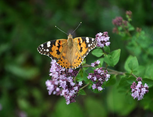 Vanessa cardui butterfly sits on oregano grass