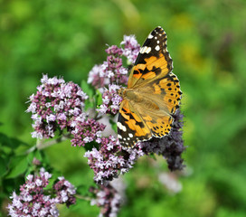 Vanessa cardui butterfly sits on oregano grass