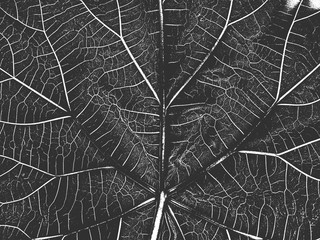 Distress old dry wooden texture. Black and white grunge background. Vector illustration