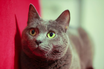 Cat portrait at home