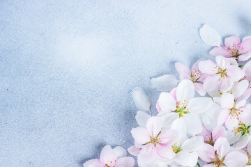 Fototapeta na wymiar Beautiful apple blossoms on a blue background