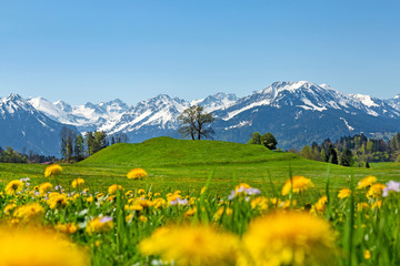 Allgäu - Frühling - Oberstdorf - Löwenzahn - Alpen 