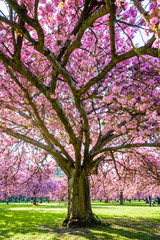 View from below of a blossoming Japanese cherry tree in a grassy meadow by a sunny spring afternoon, with branches laden with clusters of pink flowers. © olrat