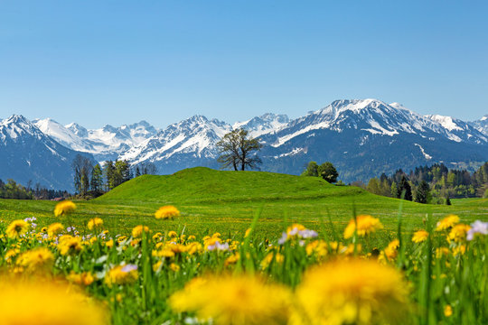 Allg&auml;u - Fr&uuml;hling - Oberstdorf - L&ouml;wenzahn - Alpen 