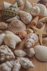 Many different seashells piled together as background for design. 