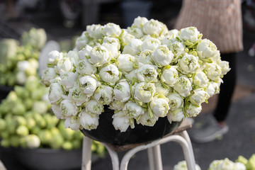 White lotus flowers blossom for Buddhist religious ceremony