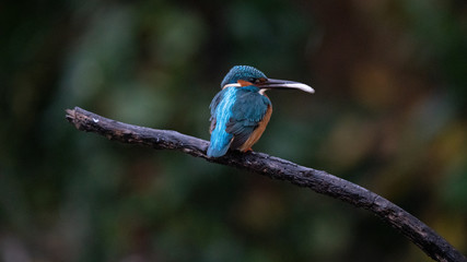 Martin Pescatore a caccia