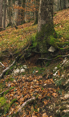 atmospheric forest landscape tree roots covered by moss and falling foliage moody autumn season time