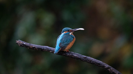 Martin Pescatore a caccia