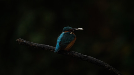 Martin Pescatore a caccia