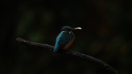 Martin Pescatore a caccia
