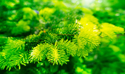 Fir tree with May shoots in spring 