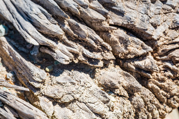 The detail texture of wooden
