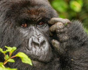 Portrait of a mountain gorilla, silverback, found while tracking gorillas. Close up of face. Africa