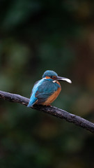 Martin Pescatore a caccia