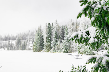 winter time forest white scenery landscape snow fall weather day with spruce tree needle branches foreground and empty copy space for your text background