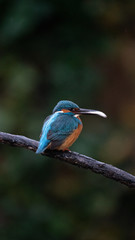 Martin Pescatore a caccia