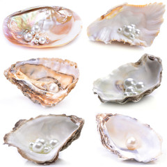 Natural pearls inside the oyster shell