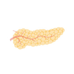 Vector isolated illustration of pancreas