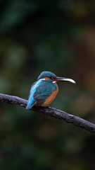 Martin Pescatore a caccia