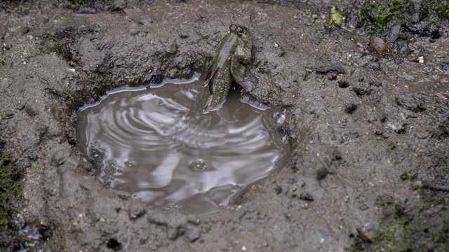 A Mud Skipper Climbing Out Of A Muddy Puddle - Close Up