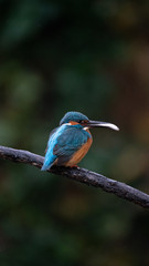 Martin Pescatore a caccia