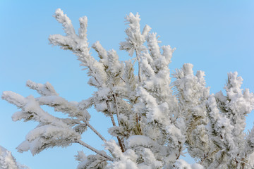 Beauty of nature in winter