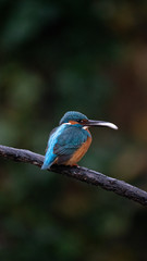 Martin Pescatore a caccia