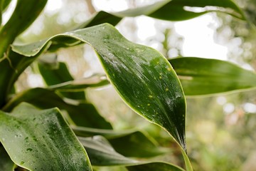 beautiful isolated green sub tropical plant leaf with water droplets