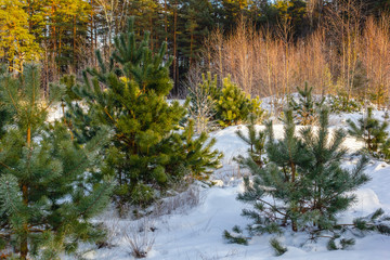 A nice view of the cold, sunny winter day in the forest. The new pines is covered with frost. The...