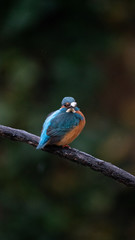 Martin Pescatore a caccia