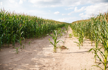Fototapeta na wymiar corn field on summer day