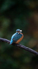 Martin Pescatore a caccia