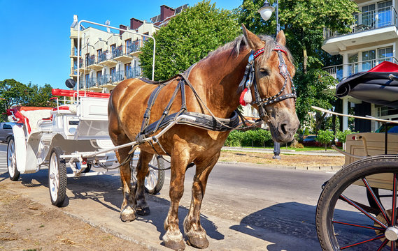 Horse with white carriage for a city tour in Swinem&uuml;nde. Swinoujscie, Poland