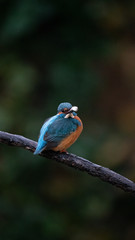 Martin Pescatore a caccia