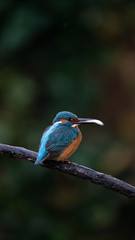 Martin Pescatore a caccia