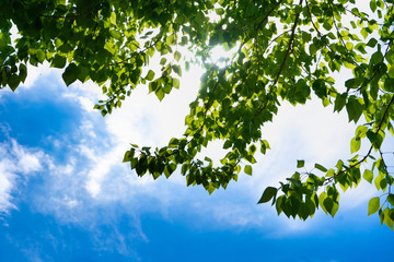 Soft white clouds in the blue sky. Green leaves of a tree against the blue sky and the sun.Sun soft...